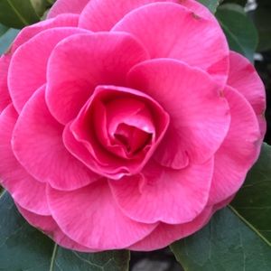 Meet your Posher, Cristy